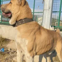 الابای نر اماده کشش