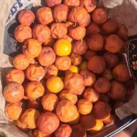 کنار تازه وشیرین