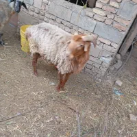 نر قوچ|حیوانات مزرعه|قرق, |دیوار