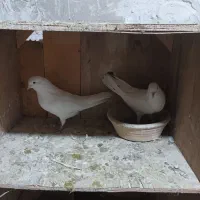 کفتر تیر ماهی ۸جفت هم خال|پرنده|گلستان (تهران), |دیوار