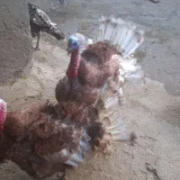 بوقلمون|حیوانات مزرعه|سیلاخور, |دیوار