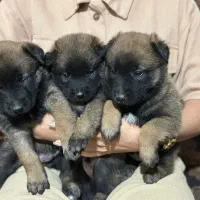 واگذاری توله مالینویز|سگ|کرمان, |دیوار