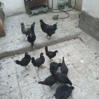 خروس ومرغ زنده مشکی و سفید برای قربانی|حیوانات مزرعه|تهران, کن|دیوار