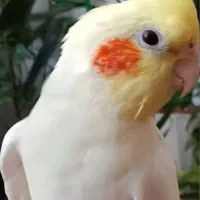 عروس هلندی لوتینو