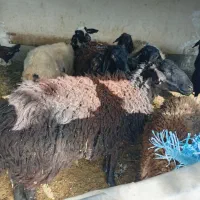 گوسفند شیشک|حیوانات مزرعه|قم, الغدیر|دیوار