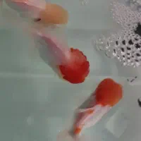 ماهی گلدفیش  بزرگ ۴ تا و ماهی کت چوبی ۱ دونه ۲۰|ماهی|تهران, حکیمیه|دیوار