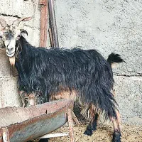 بز،آبستن تیشتر هل گلابی  در وحدتیه|حیوانات مزرعه|وحدتیه, |دیوار