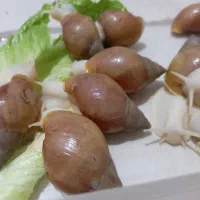 حلزون آلبینو