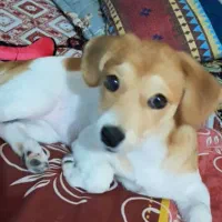 سگ شناسنامه دار تمام واکسن هاشو زده انگل تراپی