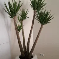 گیاه پزشکی تخصصی انواع گل وگیاه در خانه و اداره