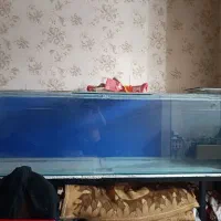 آکواریوم|ماهی|تهران, علی‌آباد|دیوار