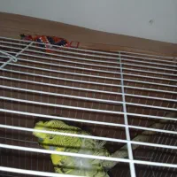 مرغ عشق پروانه ای