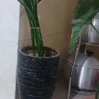 گل طبیعی|گل و گیاه طبیعی|ایلام, |دیوار