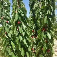 باغ 1500 متری دره ریز|فروش دفتر صنعتی، کشاورزی، تجاری|بروجن, |دیوار