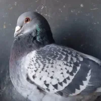 فروش چند جفت مولد مسافتی