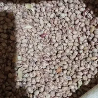 فروش بذر لوبیا چیتی