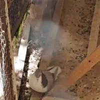 کبوتر پلاس