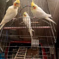 عروص هلندی
