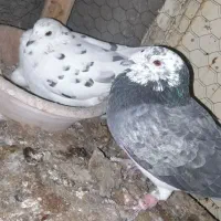 کفتر پلاکی|پرنده|اهواز, ۳۰ متری|دیوار