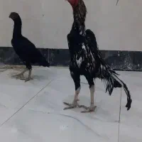 لاری عکس زدم نگاه کنید گم نکردم