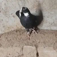 یک جفت سیاه پلنگ کلاهی