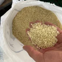 برنج کامفیروزی نو