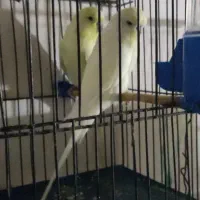 دو عددمرغ عشق انگلیسی نر گرید بی به فروش میرسد