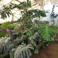 کارگر گلخانه