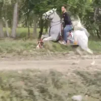 اسب مادیان سواریدار نوه کامران همراه باکره