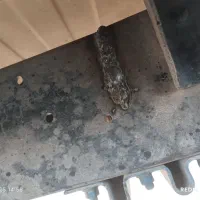 نیسان زامیاد87|خودرو سواری و وانت|شاهین‌شهر, فدک|دیوار