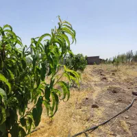 500متر باغ در روستای شیویار