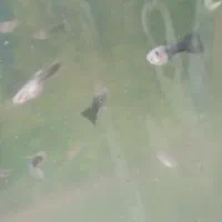 گوپی سرحال|ماهی|فردیس, سرحد آباد|دیوار