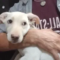 سگ نر شیواوا|سگ|دلیجان, |دیوار