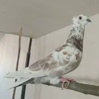کفتر گرفتنی|پرنده|قم, آزادگان|دیوار