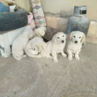 واگذاری توله