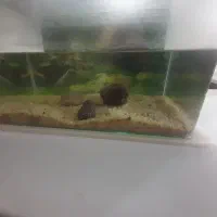 آکواریوم شرکتی و تعدادی ماهی و پمپ