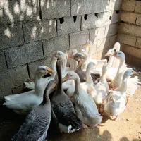 غاز اکراینی و لیندا