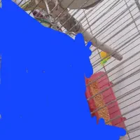 عروس هلندی گم شدا|پرنده|آشخانه, |دیوار