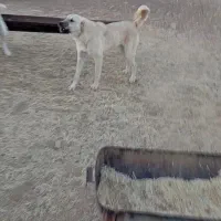 سگ نگهبان