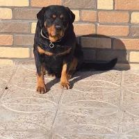 سگ سراب و روتوایلر