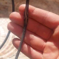 دوچرخه ویوا|دوچرخه، اسکیت، اسکوتر|بندر ماهشهر, |دیوار