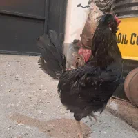 تخم نطفه داری لری|حیوانات مزرعه|ماهدشت, |دیوار