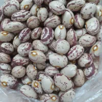 لوبیا چیتی ایرانی