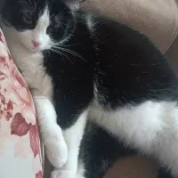 گمشده|حیوانات|کرمانشاه, |دیوار