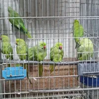 طوطی سبز ملنگو نر ماده موجود