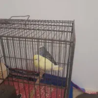 مرغ عشق|پرنده|تبریز, |دیوار