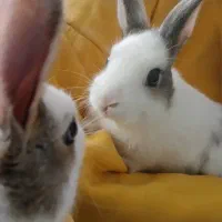 خرگوش بازیگوش