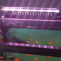 آکواریوم|ماهی|کرمان, |دیوار