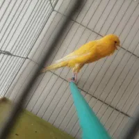 قناری ماده بلند آماده