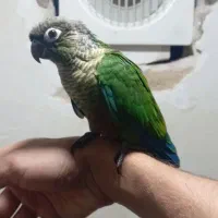 گرین نرم خور دستی